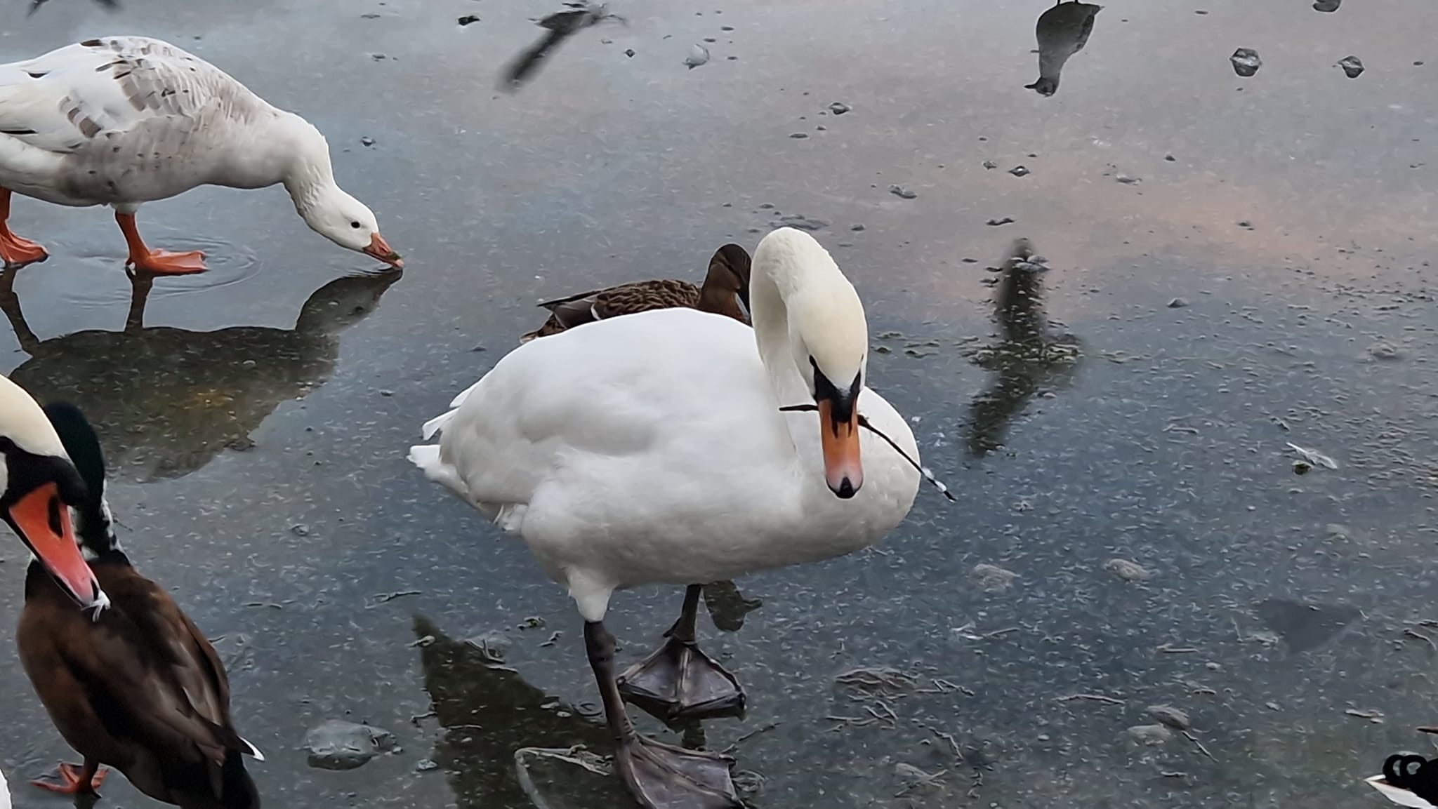 swan with fishing wire through beak and neck