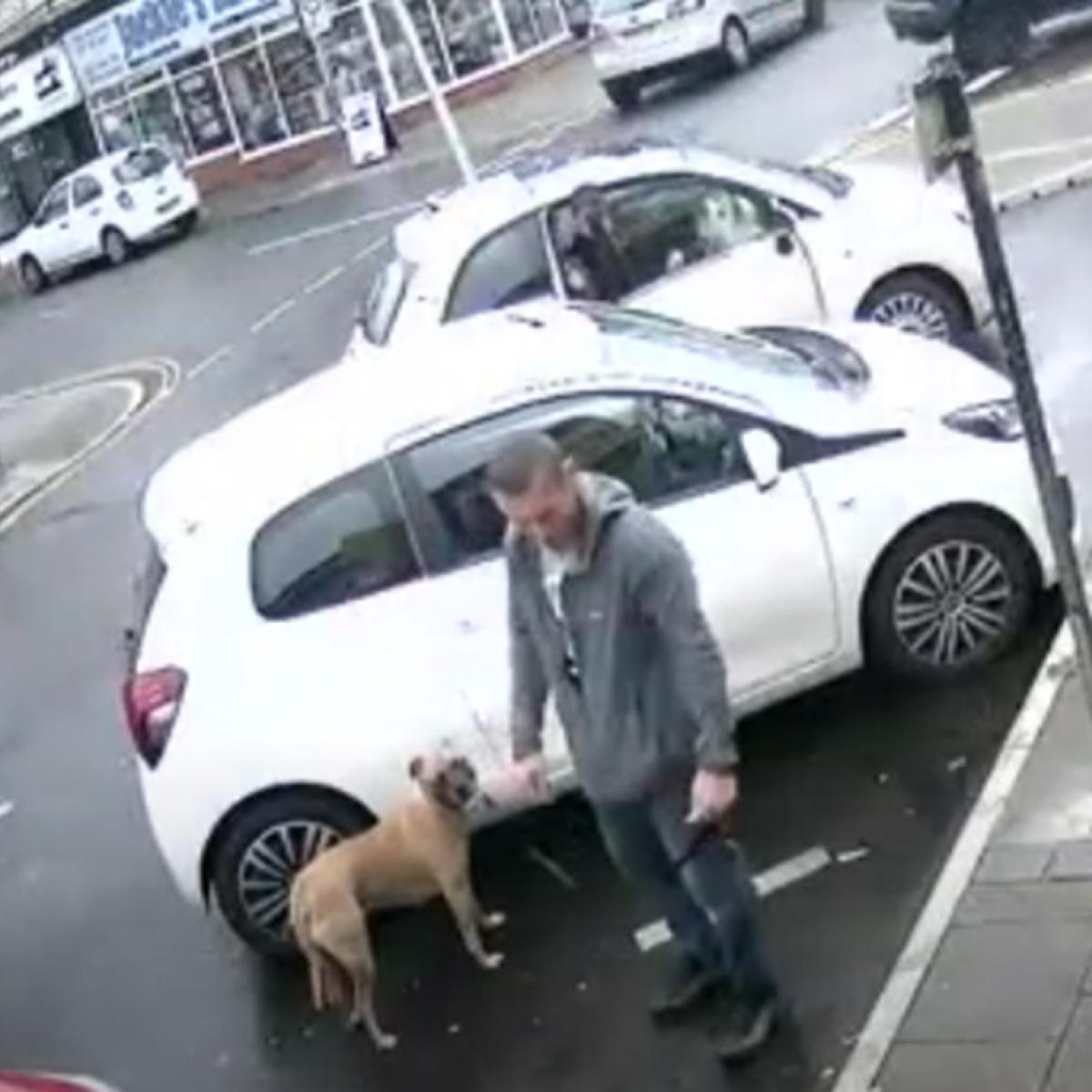 RSPCA seek man after 'boxer type dog' seen being punched and slapped ...